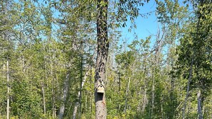 Property grounds - Cozy bunkie on private land in Kawarthas (Woodview)