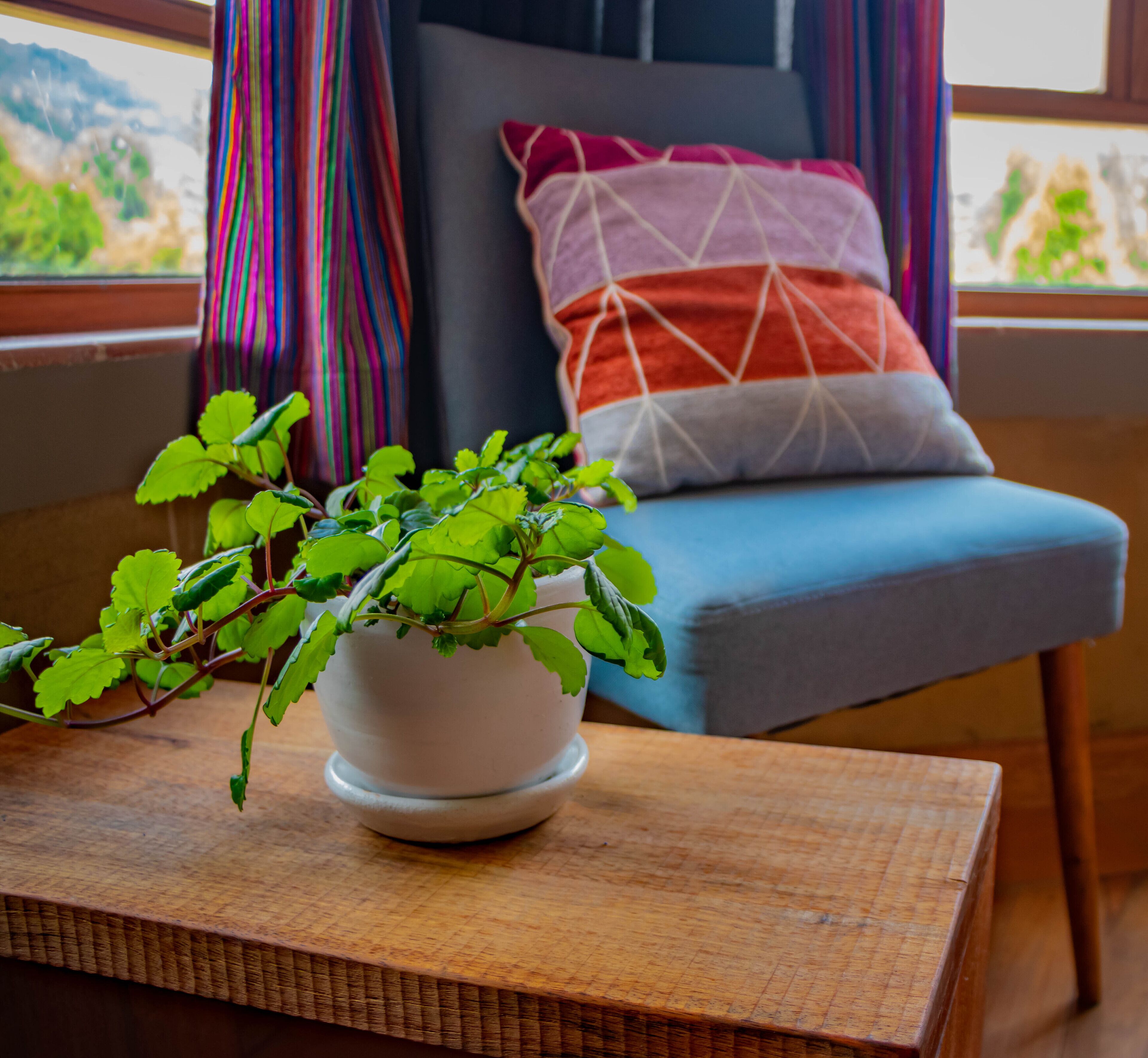 A potted plant on a wooden tray in front of a blue sofa with a patterned cushion.