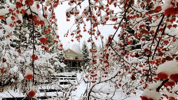Ein Haus, umgeben von schneebedeckten Bäumen mit roten Beeren.
