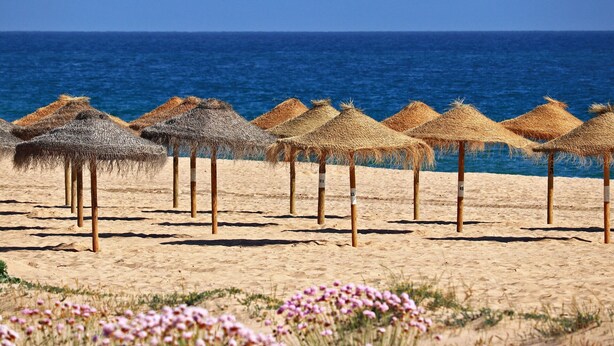 Ein Strand mit Reetdachschirmen und sandigem Ufer.
