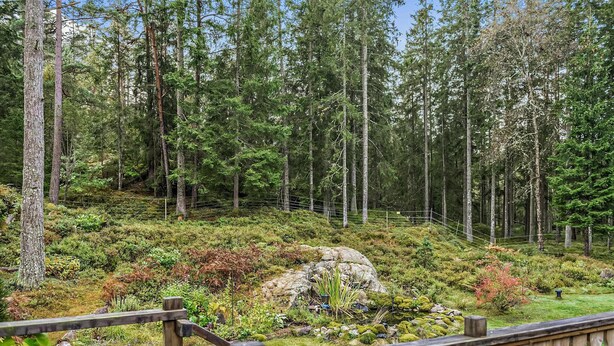 Ein bewaldetes Gebiet mit einer Holzterrasse und einem Metallzaun.