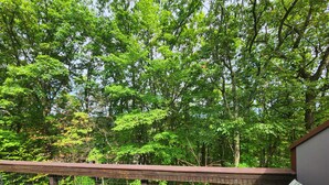 A wooden deck with a metal railing overlooking a dense forest.