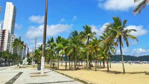 Ein Strand mit Palmen und wolkenlosem Himmel.