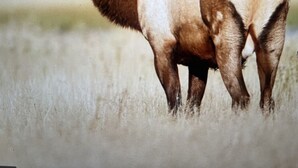 A large elk with prominent antlers standing in a grassy field.