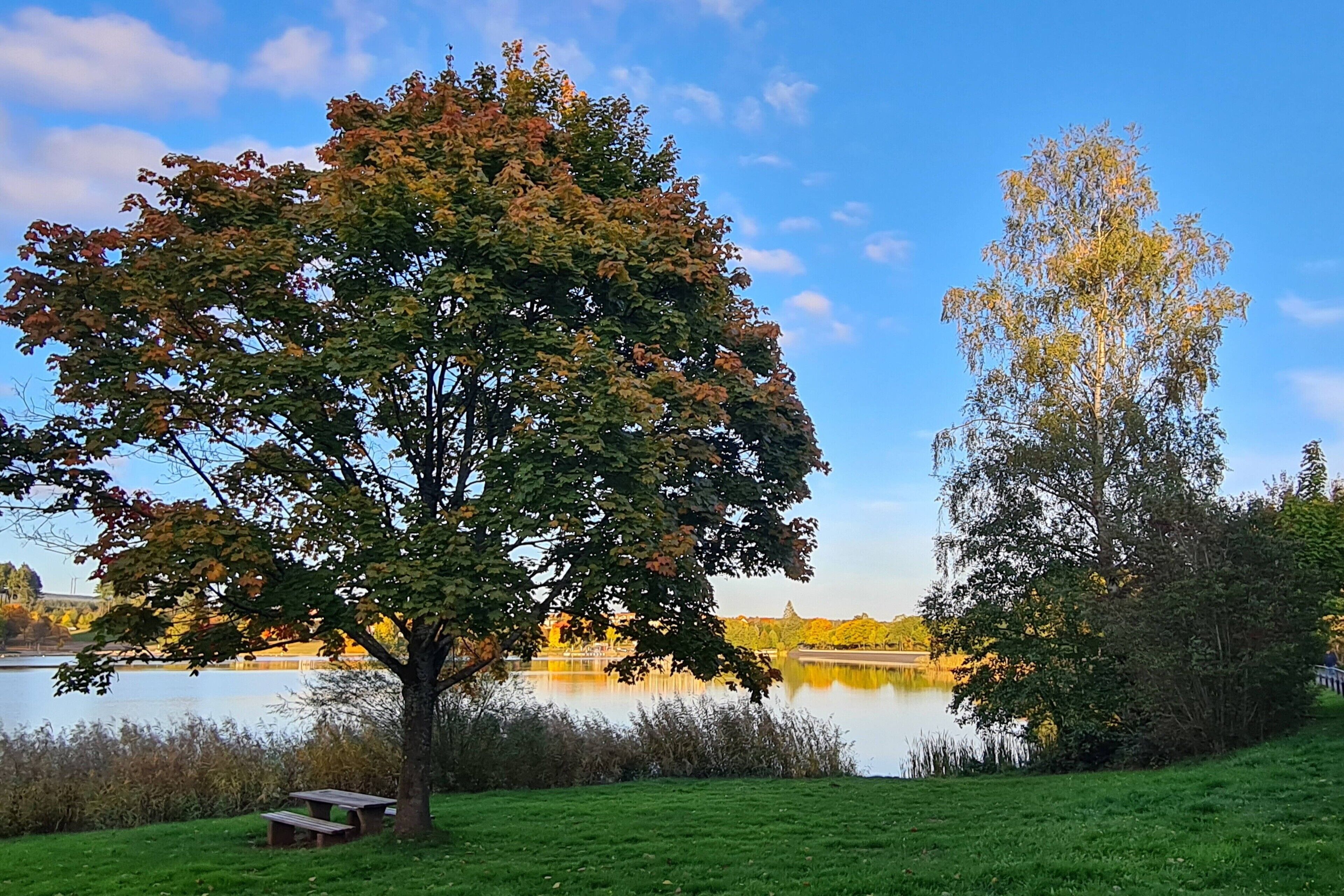 Un parc avec un lac, une table de pique-nique et des arbres.