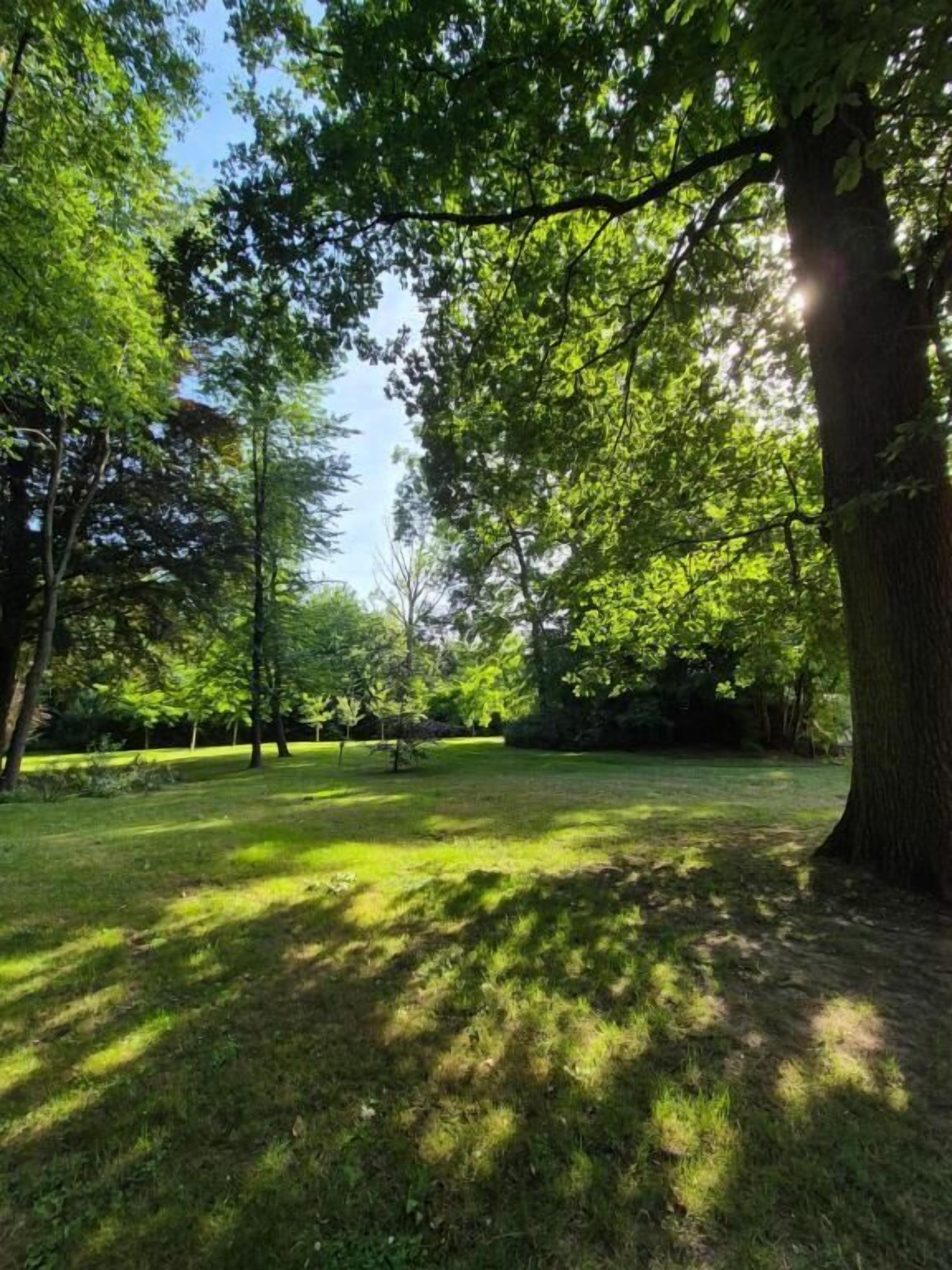 A park with trees and grass.