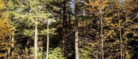 A forested area with three white Adirondack chairs arranged around a small fire pit.