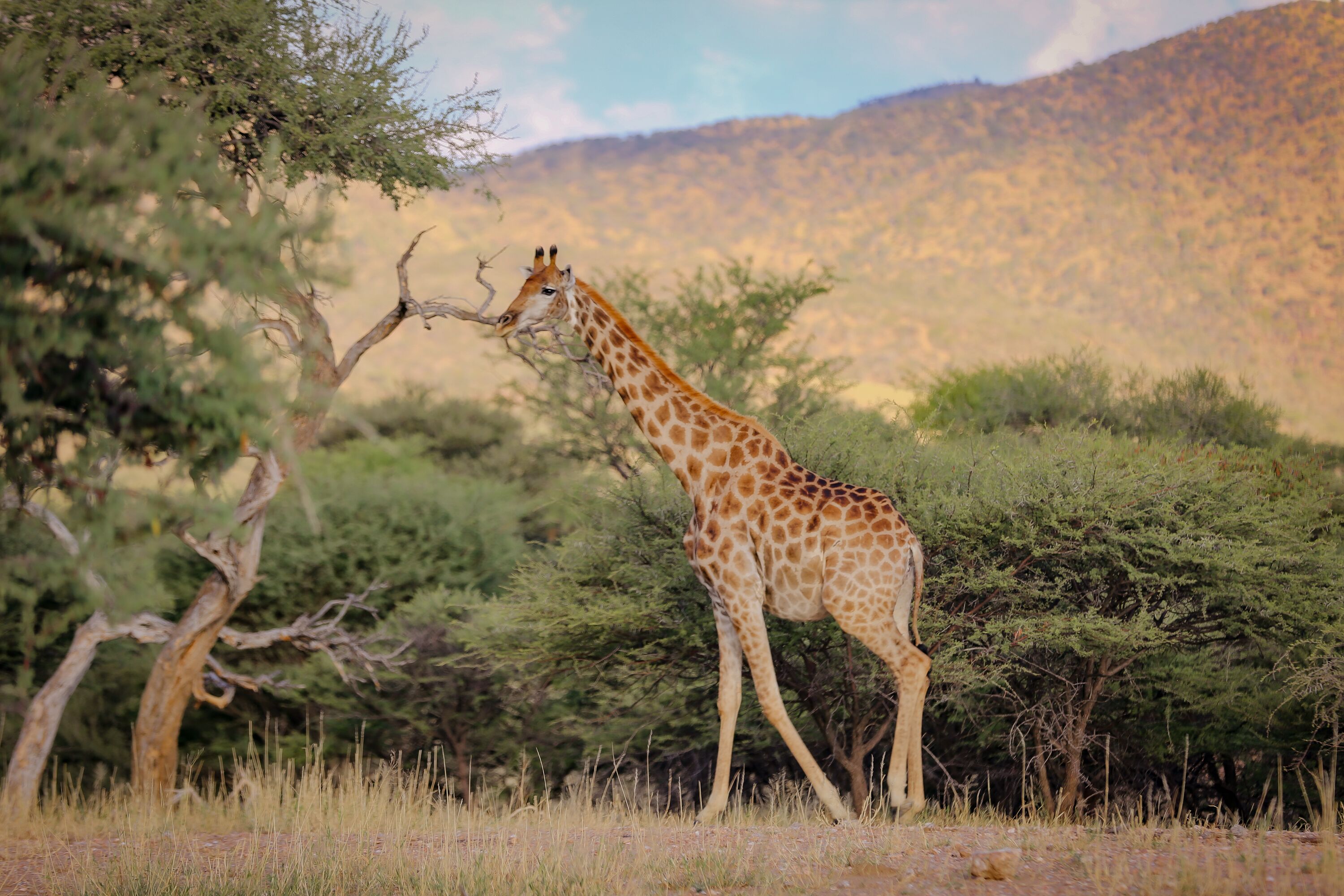 A giraffe in a natural setting with trees and a hilly background.