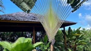 A tropical garden with large banana leaves and palm trees.