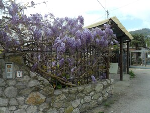 A stone wall with a wisteria plant, a metal gate, and a building with a sloped roof.