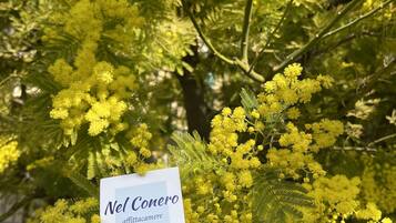 A tree with yellow flowers and a sign that reads "Nel Conero affittacamere."