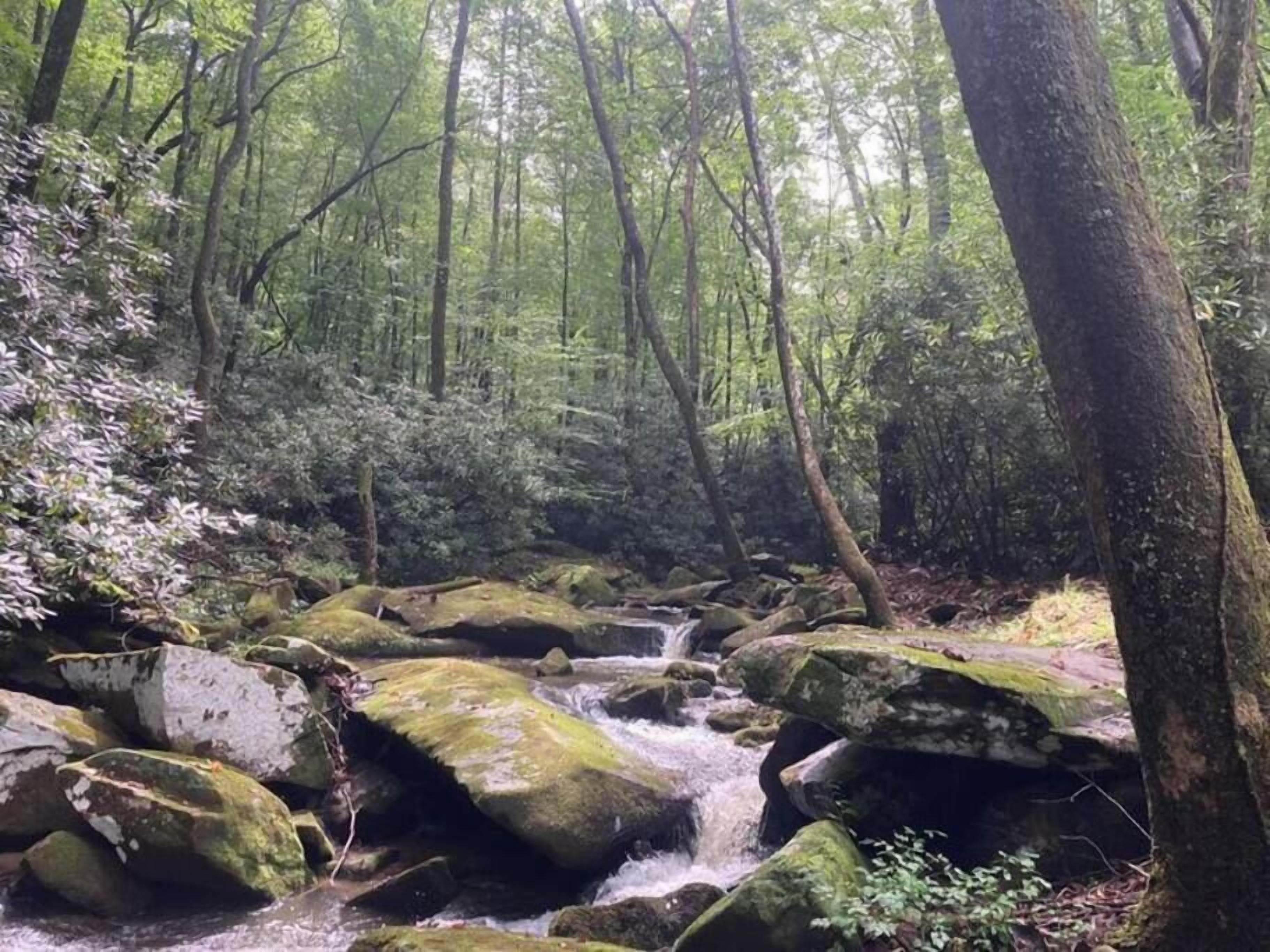 Een beekje in het bos met rotsen en bomen.