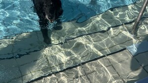 A pool with clear water and a black dog swimming. - Romantic vacation in the wine village of Kiedrich (Kiedrich)