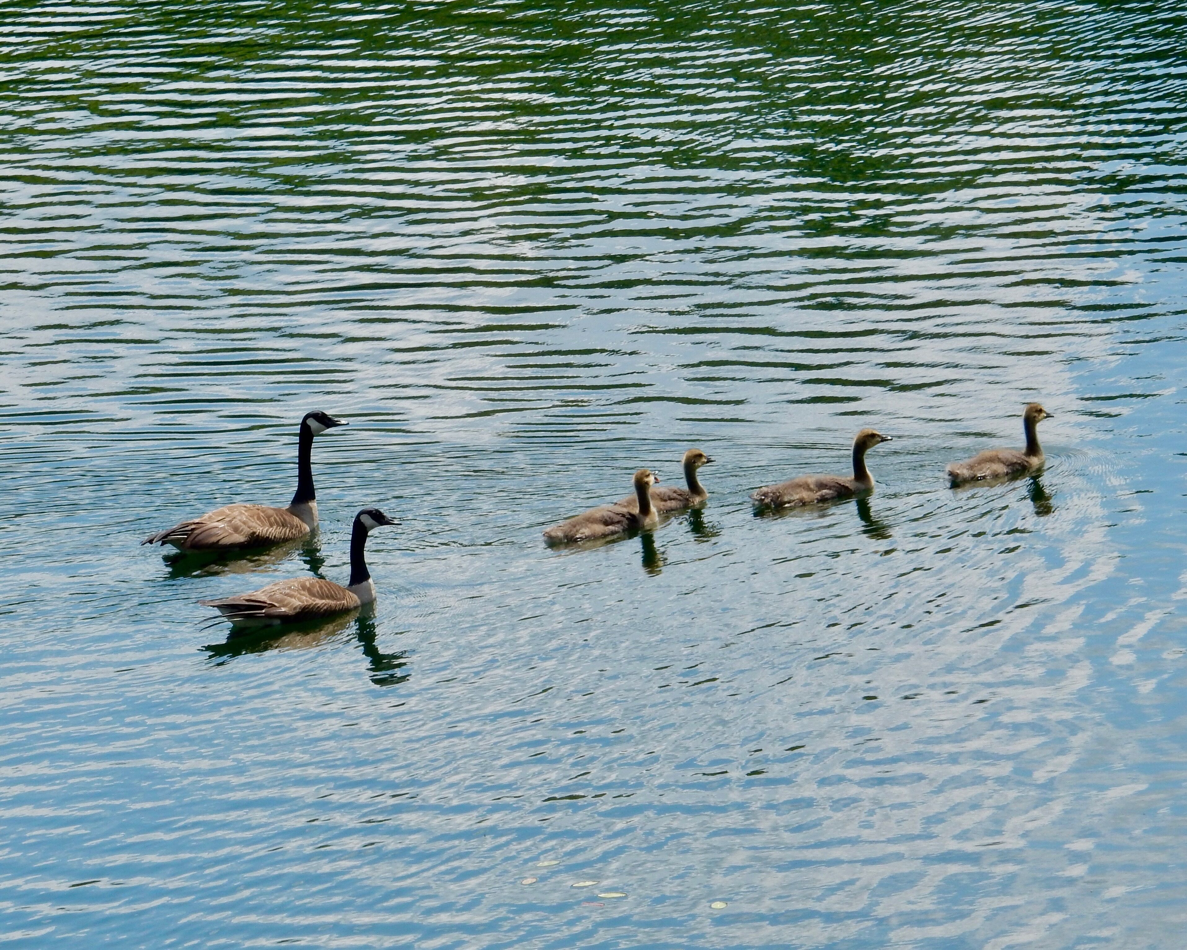 Un groupe d’oies nage dans une étendue d’eau.