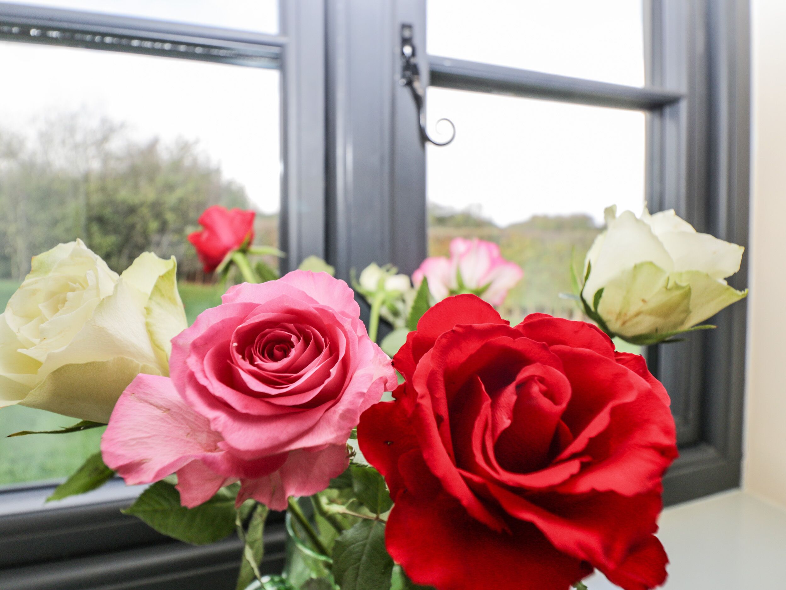A window with a view of a garden.
