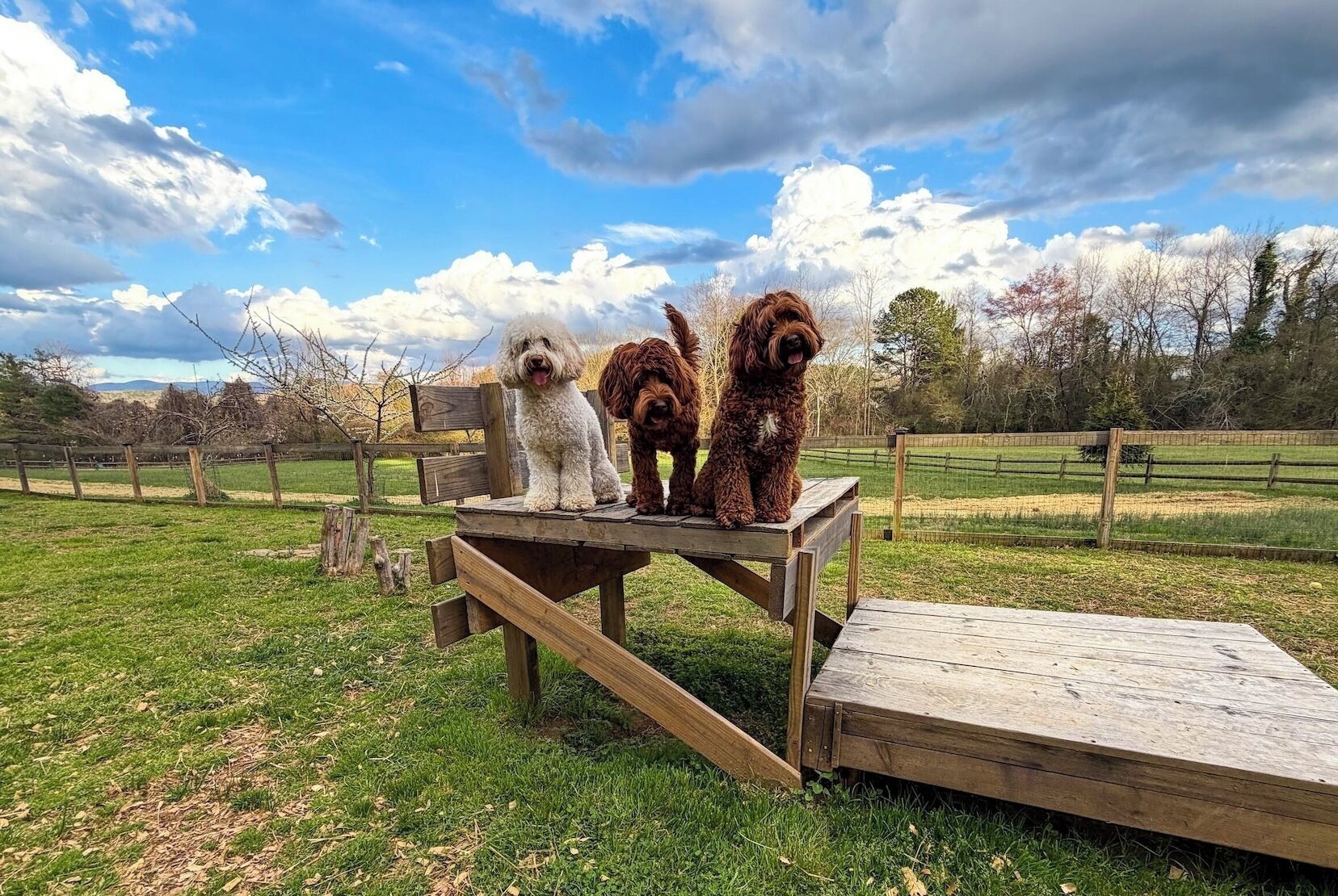 Drei Hunde sitzen auf einer Holzplattform in einem grünen Feld mit Holzzaun und Bäumen im Hintergrund.