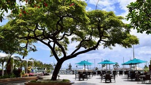 A spacious outdoor seating area with multiple tables and chairs, surrounded by lush greenery and a large tree. - 1438 · Ilikai collection # 8. Beach Views and great value (Honolulu)