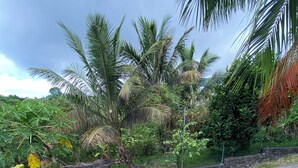 Un sentier bordé d’une végétation luxuriante et de palmiers.