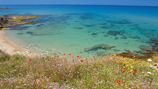 Una spiaggia con acque turchesi cristalline, una riva sabbiosa e un campo di fiori selvatici in primo piano.