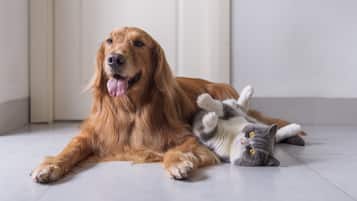 A dog and a cat lying on a tiled floor in a room with a white door.