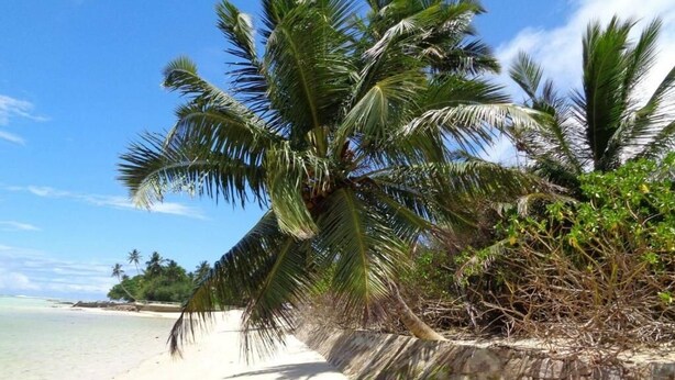 Une plage avec un palmier appuyé contre un mur de pierre, un rivage sablonneux et un ciel bleu clair.