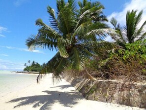 A beach with a palm tree leaning against a stone wall, a sandy shore, and a clear blue sky.