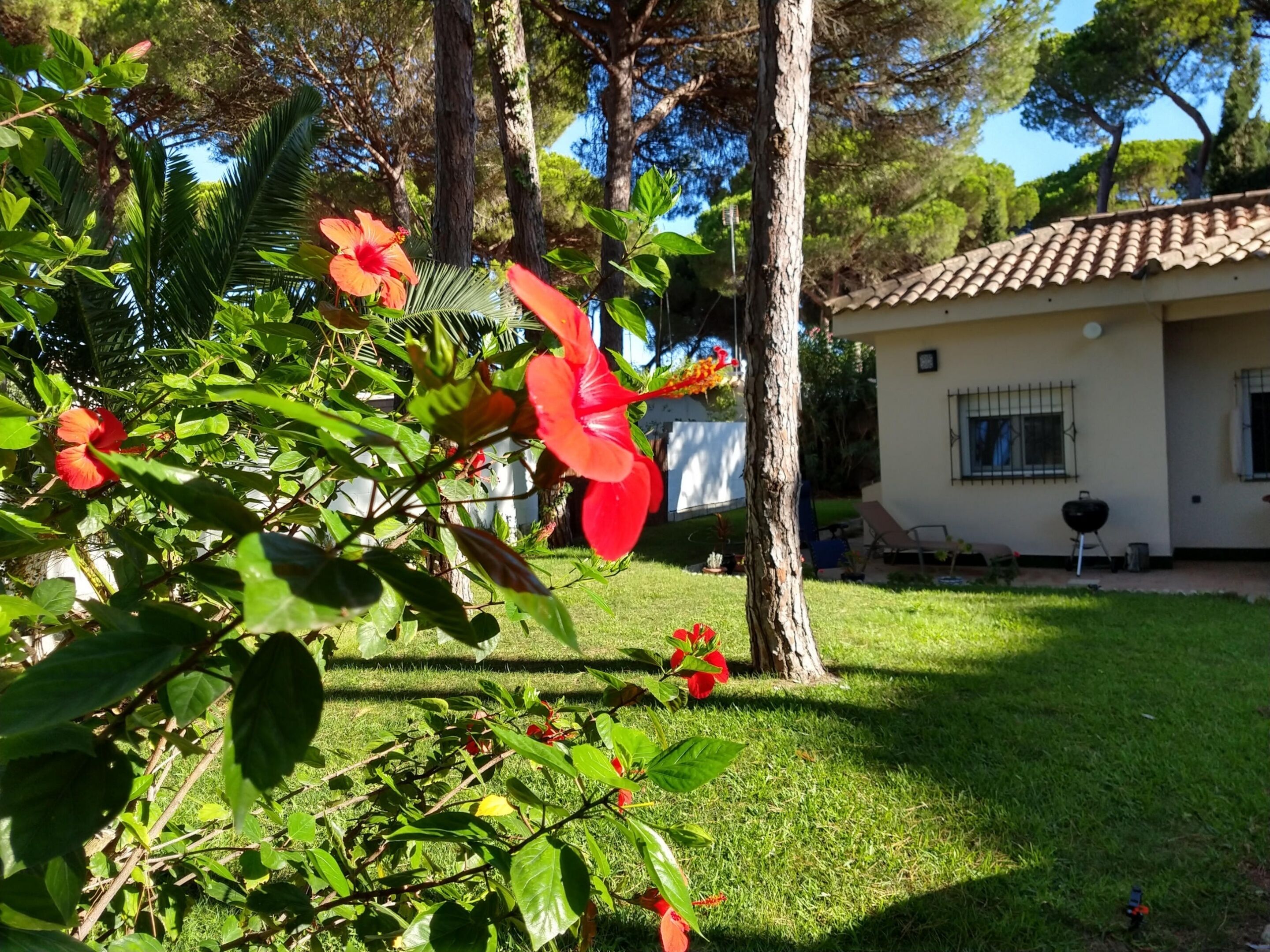 Una casa con techo de tejas, césped e una planta de hibisco.
