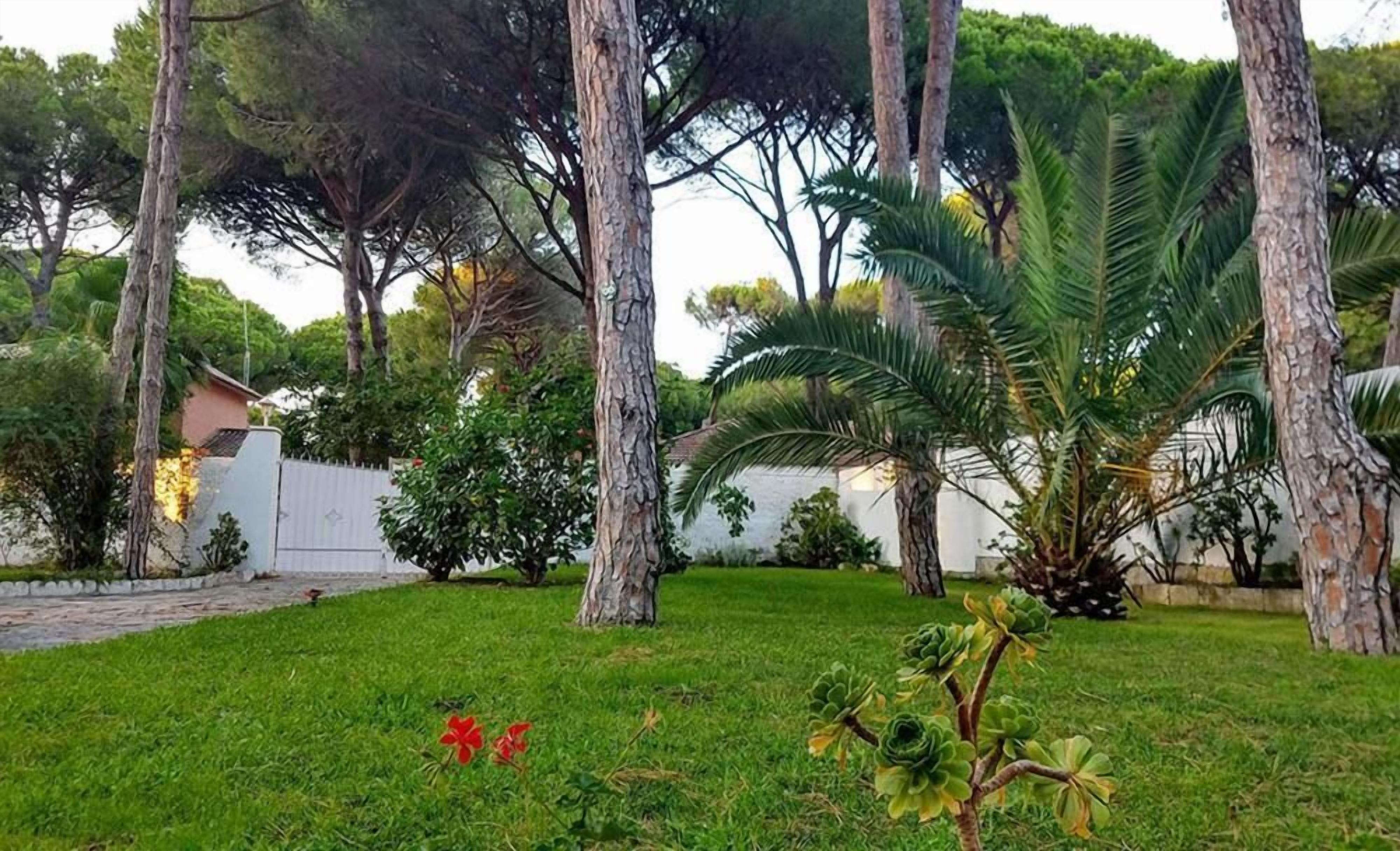 A grassy outdoor area with trees and a white wall in the background.
