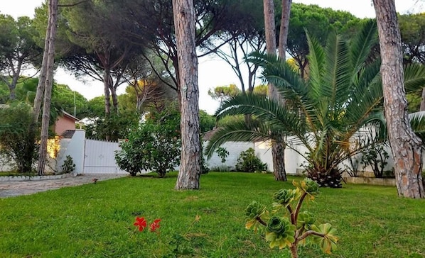 A grassy outdoor area with trees and a white wall in the background.