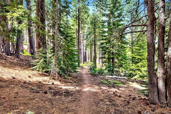 A forest trail with tall trees and a clear sky.