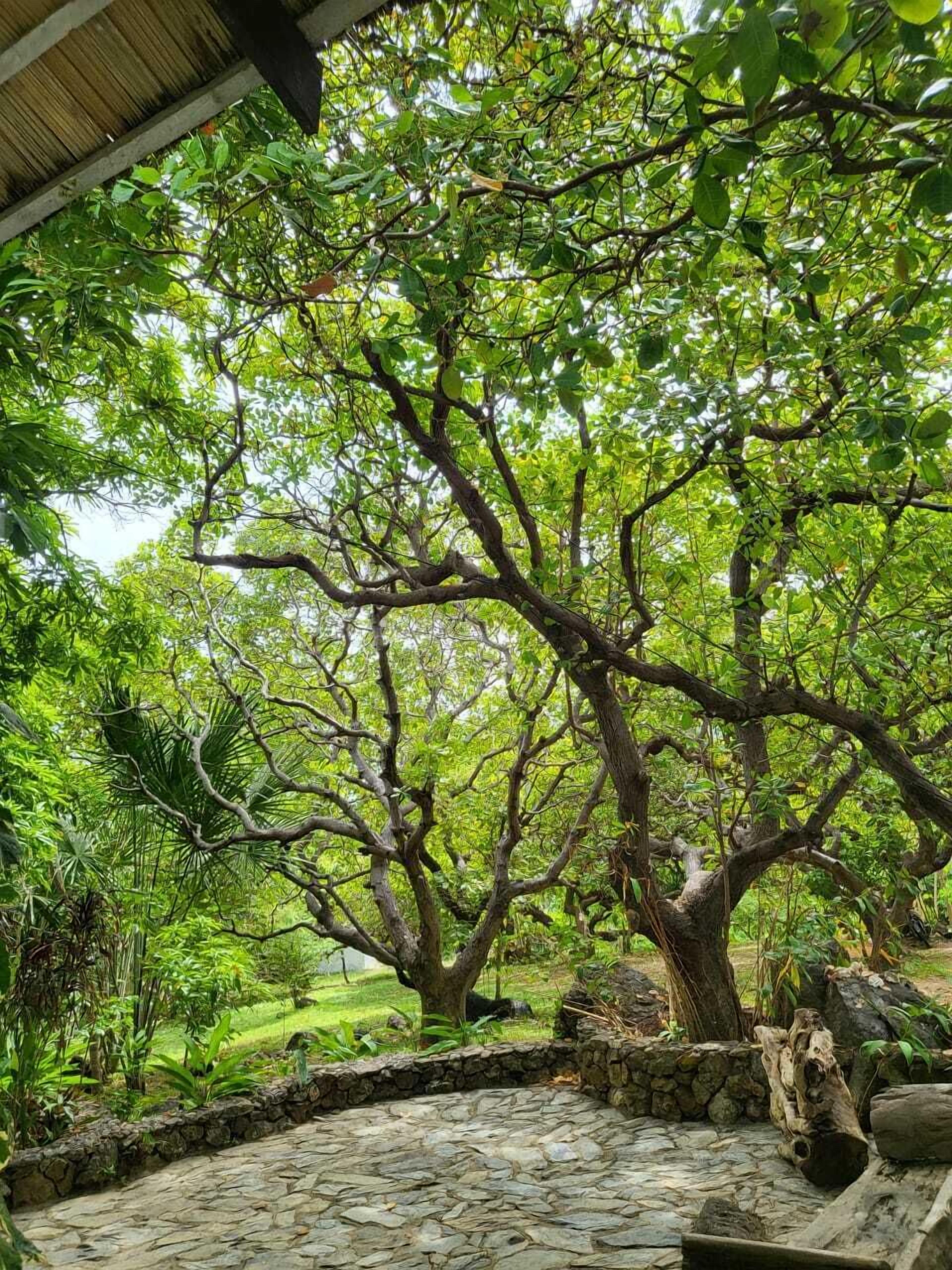 A stone-paved area with a large tree and surrounding greenery.
