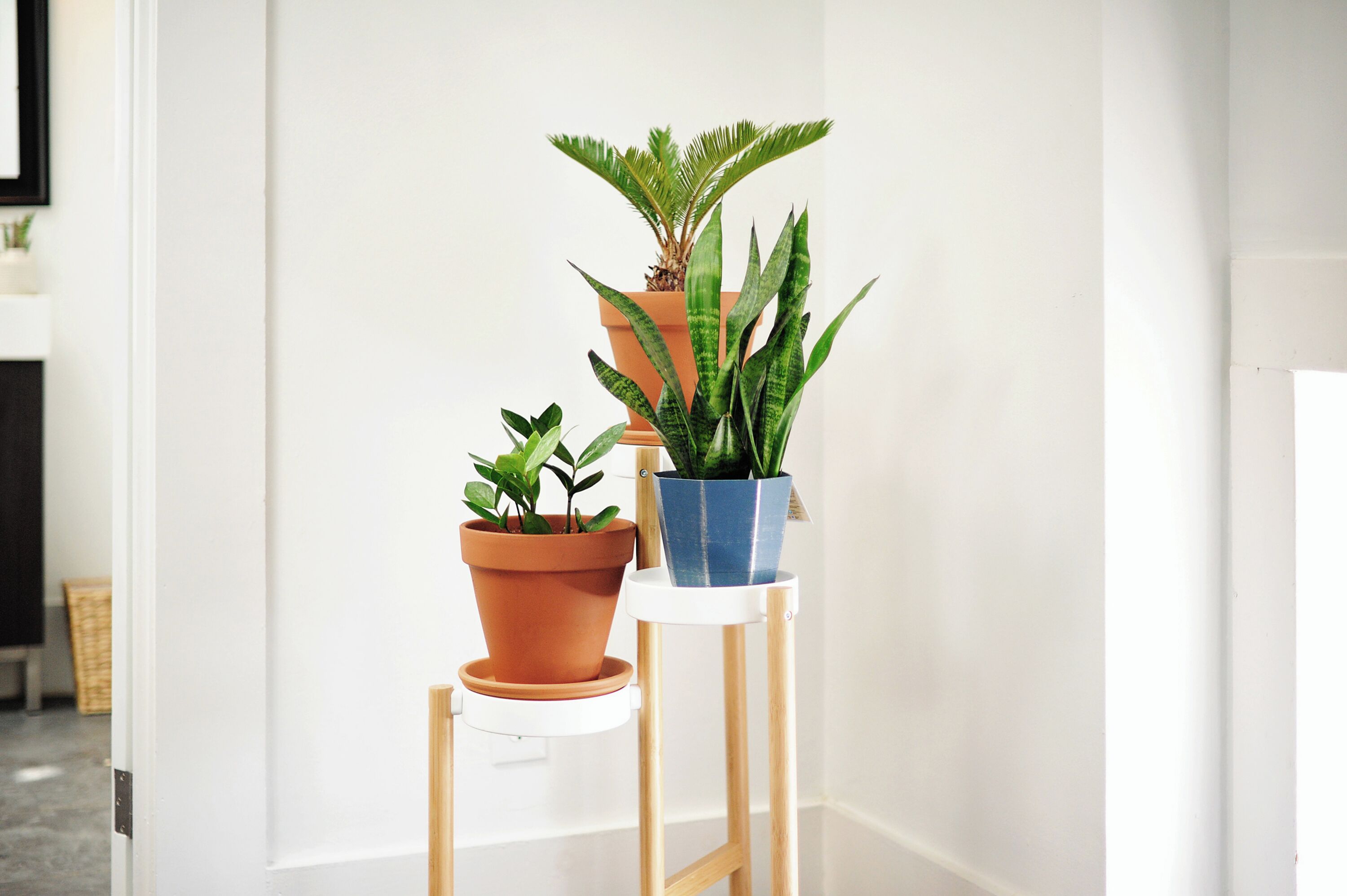 A corner with two potted plants on a white stand.