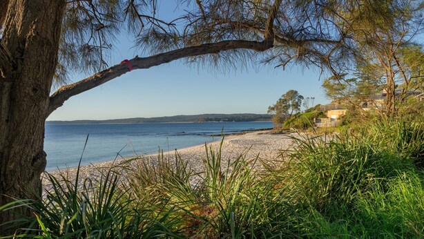 A beach with a tree in the foreground and a clear view of the sea. - Bayview on Bayview, Hyams Beach (Hyams Beach)