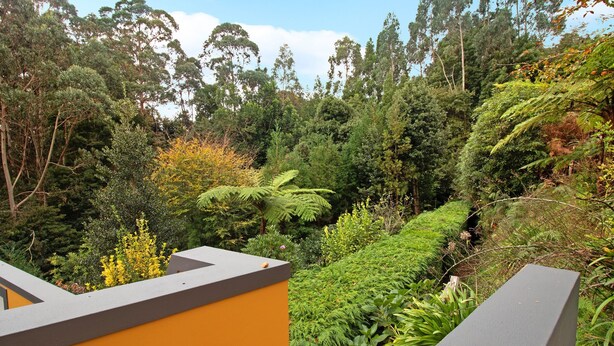 Une vue d’un jardin luxuriant, avec un feuillage dense et un mur jaune.