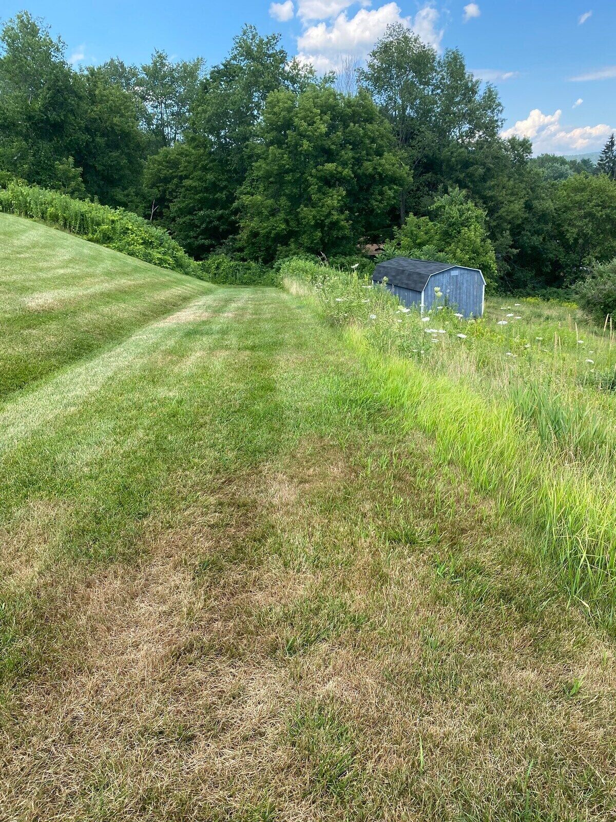 A grassy field with a blue shed and dense trees in the background.