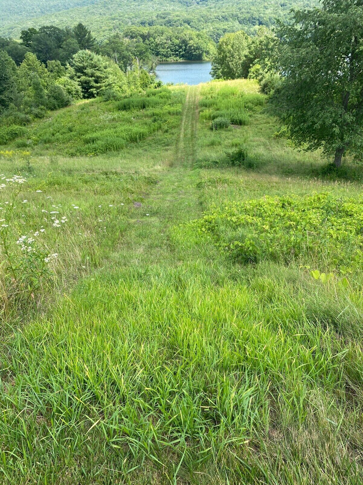 A grassy field with a lake in the distance and a tree to the right.