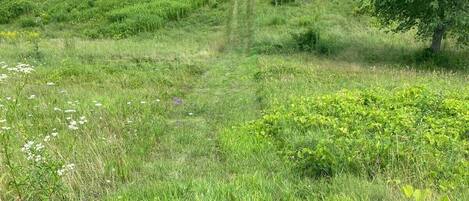 A grassy field with a lake in the distance and a tree to the right.