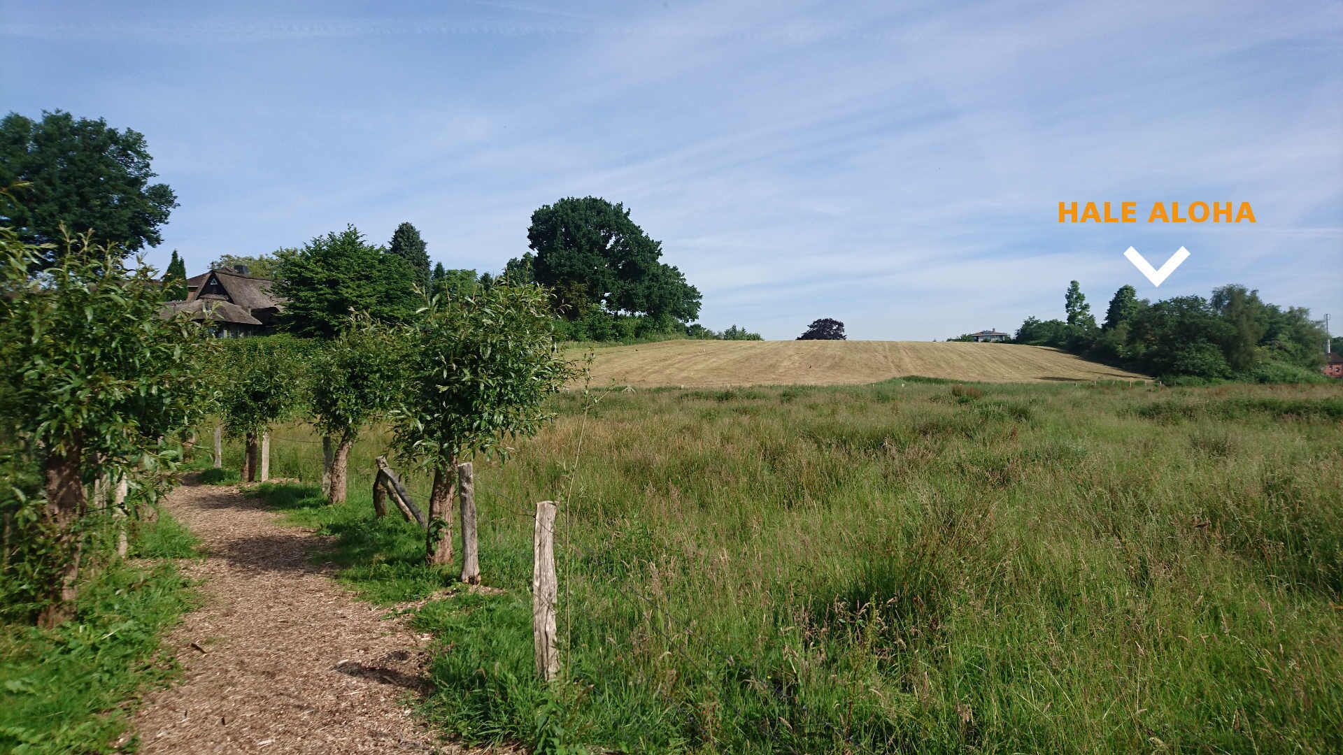 Een landelijk landschap met een onverharde weg, bomen en een grasheuvel.