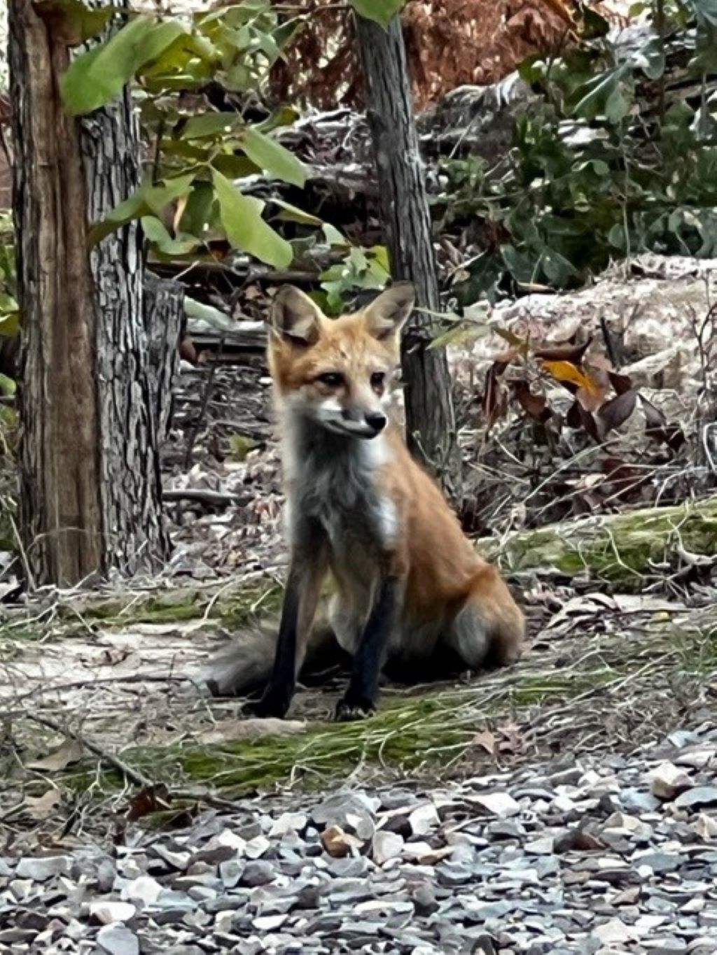 A fox sitting on a gravel path surrounded by trees and foliage.