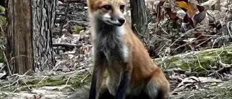 A fox sitting on a gravel path surrounded by trees and foliage.