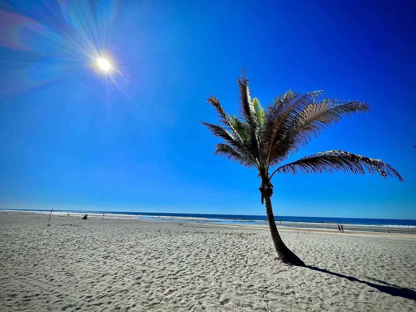 Una playa con una palmera, cielo despejado y océano.