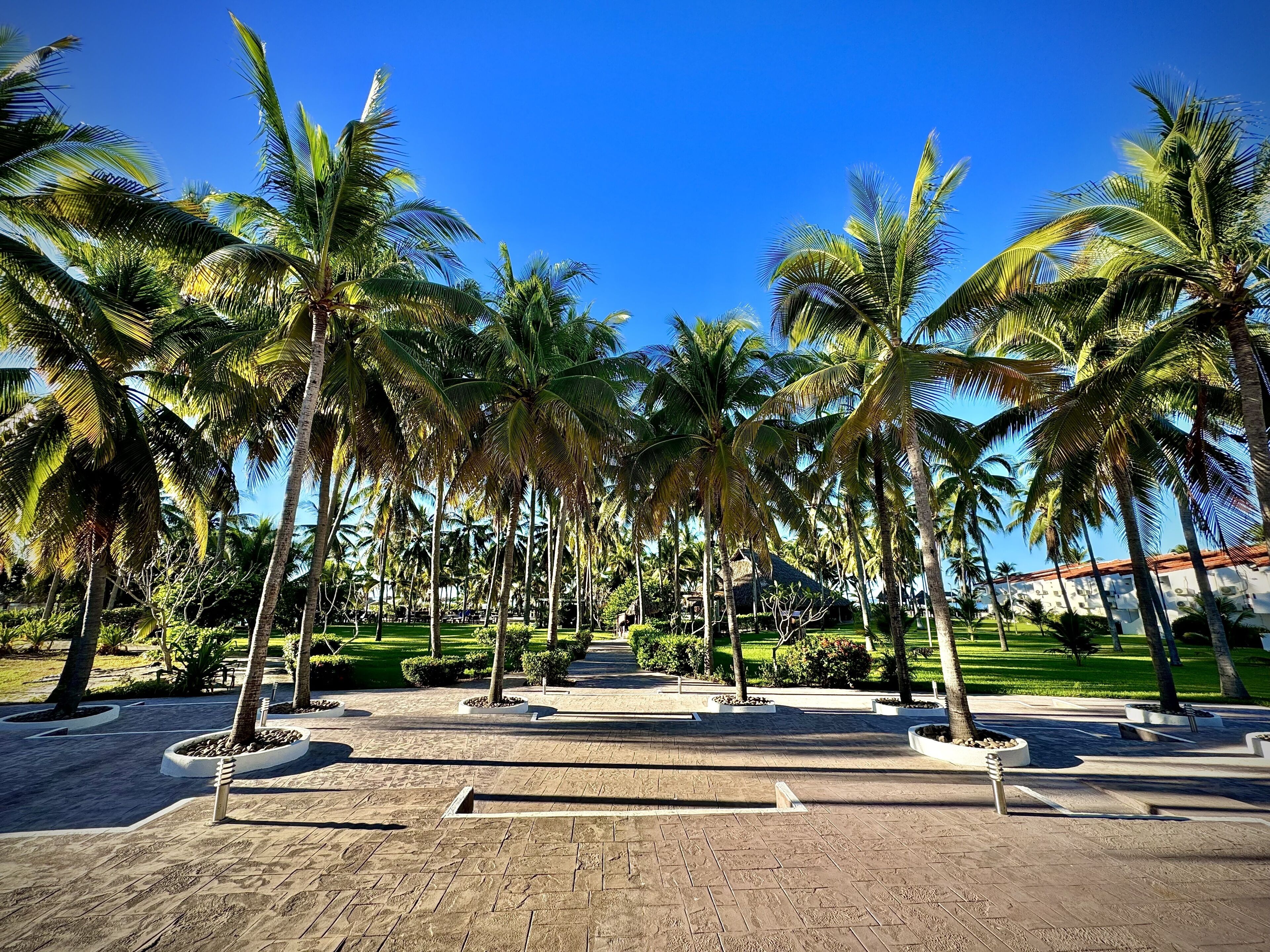 A paved pathway lined with palm trees and a well-maintained lawn area.