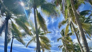 A beachside café with outdoor seating, palm trees, and a view of the ocean. - HOTEL TESORO BEACH (La Herradura)