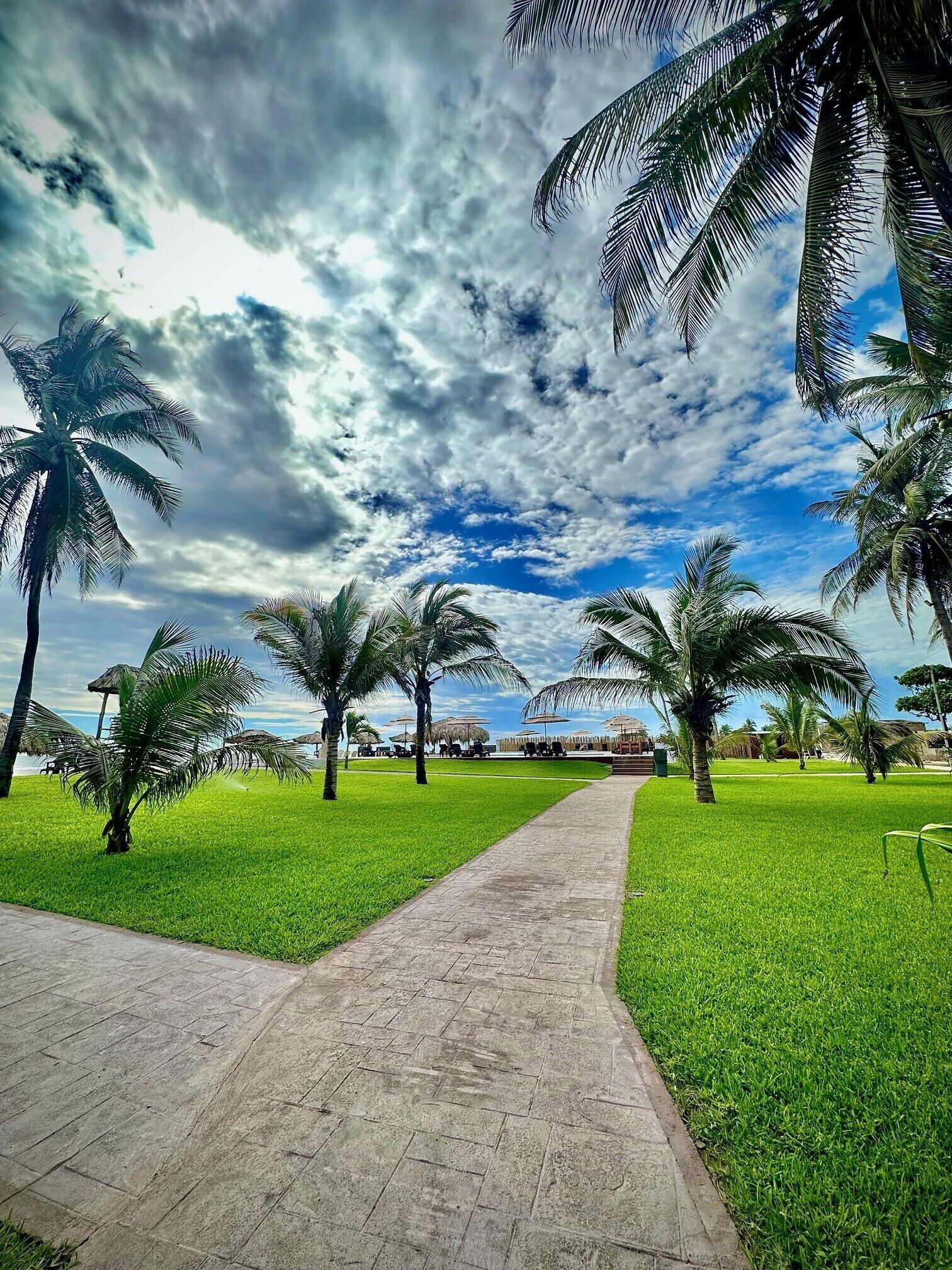 A pathway leading through a park with palm trees and a clear sky.