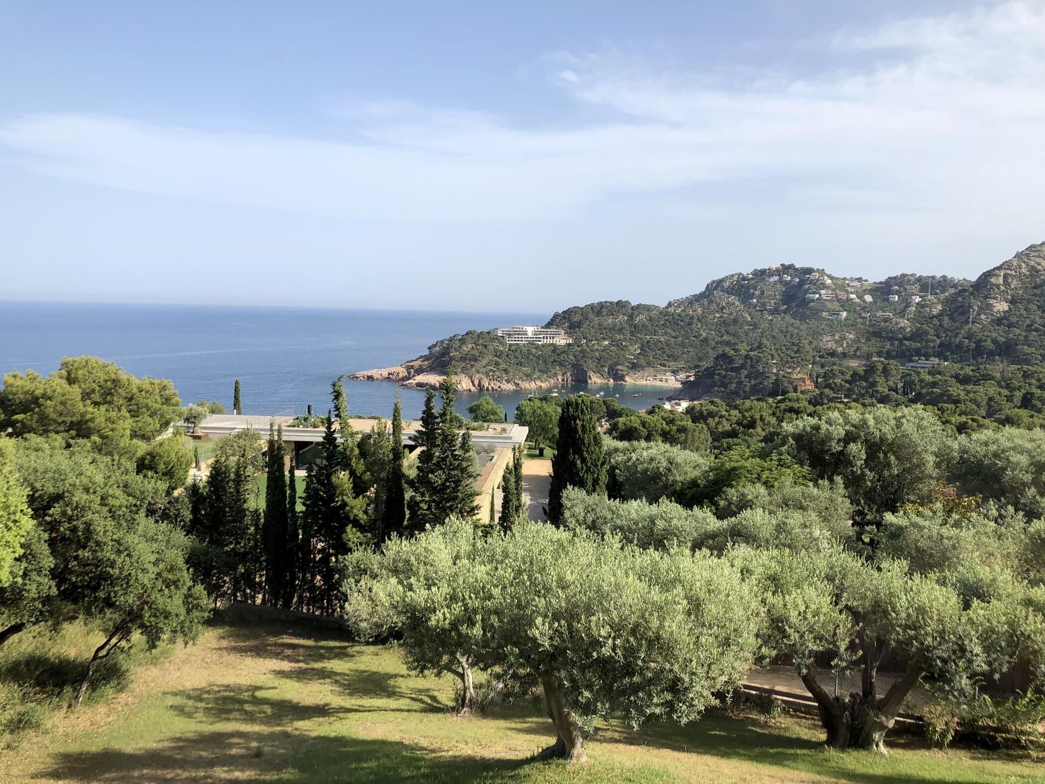 Un paysage côtier avec des oliviers, un ciel dégagé et une vue lointaine sur la mer et les collines.