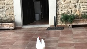 Une poule blanche se promène sur une terrasse carrelée, bordée de murs en pierre et dotée d’une porte donnant sur un espace intérieur.