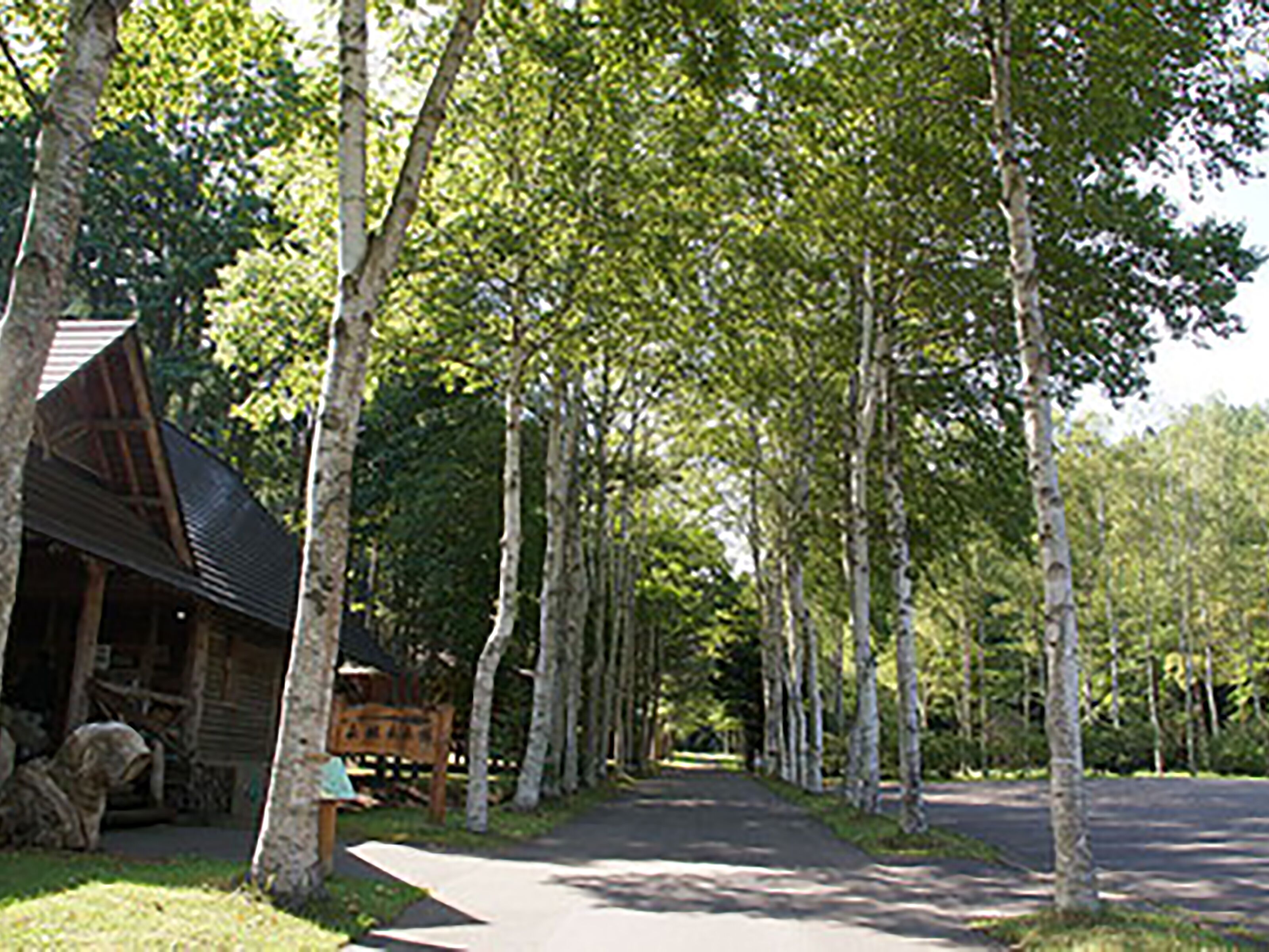 A cabin with a sloped roof, surrounded by tall trees and a paved path leading to it.
