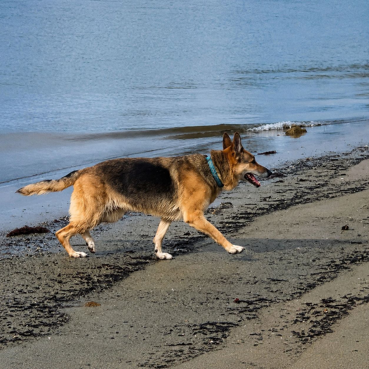 Een hond wandelt over het strand, met water op de achtergrond.