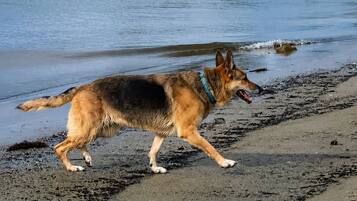 Een hond wandelt over het strand, met water op de achtergrond.