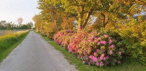 Property grounds - Spacious, cozy and barrier-free vacation home with dog in a secluded location  (Westerholt)